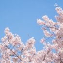 벚꽃 공중화장실 이미지