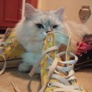 운동화닷컴빨래방 이미지