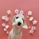 강아지미용실 정독 이미지