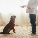 올바른 반려견 보호자 교육 이미지