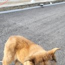 야로동물병원 이미지