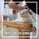 고양이 무마취미용 고미고미 화명점 이미지