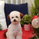 도그살롱바른핏 이미지