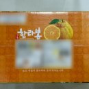 고흥이야기 | 고흥 한라봉 선물 추천｜고흥 명품 하나봉 농원 새콤달콤 설 과일 솔직후기