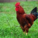 친환경 토종닭 농장 이미지