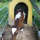 동건목장 이미지