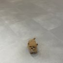 브리더독 | 동탄강아지 분양 상담 받은 차밍독 방문 후기