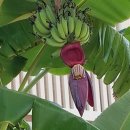 몽키바나나 이미지