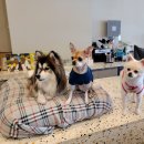 안녕, 강아지 이미지