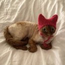 고양이 모자 이미지