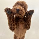 꼬순내유치원 이미지