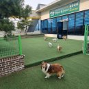 계명유치원 | 달서구 애견유치원/강아지유치원 추천! 바쁜 견주들...주는 소통맛집 [멍멍아 학교가자_상인점]이용 후기