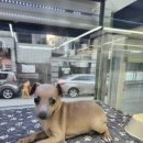 오독 강아지 안심분양센터 원주점 이미지