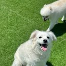 똑똑 애견유치원 이미지