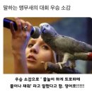 말하는앵무새