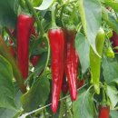 경동농장 이미지