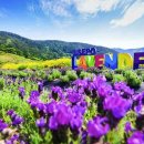 지세포로 이미지