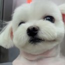 엽기떡볶이묵동점 | 🐶 우리 재복이의 단골 미용실! 묵동 엽기 떡볶이 옆 → 먹골역 성당 쪽으로 이사했어요! ✂️✨