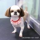 사쿠란보애견샵 부산대점 이미지