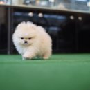 베이비몽 강아지분양 인천청라점 이미지