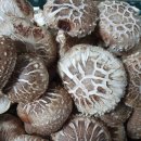 주문하세요~참나무 원목 생표고버섯 저렵하게 판매합니다~특품은 정말 이뻐요~이제 휴식기에 들어가면 가을에나 만나실 겁니다. 이미지