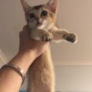 사랑오리 이미지