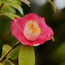 동백농장 이미지