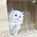 브리더클럽 | 양주고양이분양 성공 후기 네이버카페 브리더클럽 이용 경험