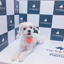 VIP동물의료센터 서초동작점 이미지