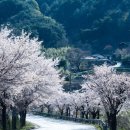 황매산 벚꽃길 이미지