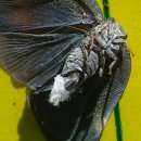 블루베리의 적 - 갈색날개매미충 이미지