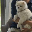 집밥먹개 집밥먹냥 이미지