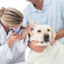 24시노아동물메디컬센터 이미지