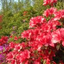 연산홍 - 용인시 처인구 한터로 34 | 연산홍