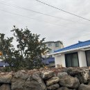 퐁낭아래 1978 이미지