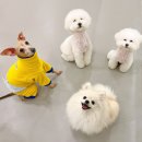 강아지유치원왕왕 이미지