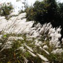 을숙도 철새공원 이미지