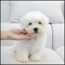 유어펫그루밍 이미지