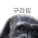 개꿀 이미지