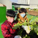 [11월 3주] 무 수확하기 &amp; 무 피클 만들기 &amp; 양파 모종 심기 이미지