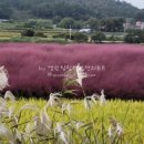 내기제 네이버블로그