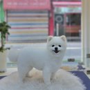 서울애견 미용실 이미지