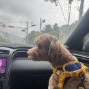 구봉사랑유치원 이미지