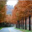 가로수길 이미지