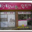 멍멍이 달린다 이미지