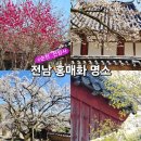 선암사매표소_매표소 | 전남 홍매화 명소 선암사 선암매 개화 현황 만개