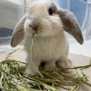 덕천동물의료센터 이미지