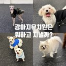 도담도그스쿨 | 강아지유치원은 뭐할까요?