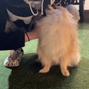 아이조아펫파크 대구점 | 대구 ㅣ 도심속 넓은 애견카페 그리고 믿을수 있는 보호소 아이조아 펫파크