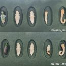 영월군, 국내 최초 비단벌레 생활사 규명 및 인공 증식 성공 이미지